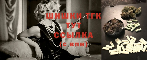 индика Ельня